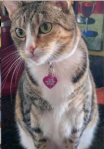 Lost Female Cat last seen Grove , Ontario, CA 91761