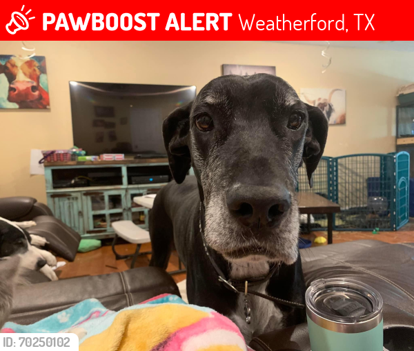 Lost Female Dog last seen Tanglewood st and Ric Williamson memorial hwy, Weatherford, TX 76085