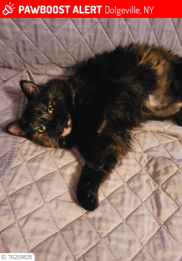 Lost Female Cat last seen W state st dolgeville ny, Dolgeville, NY 13329