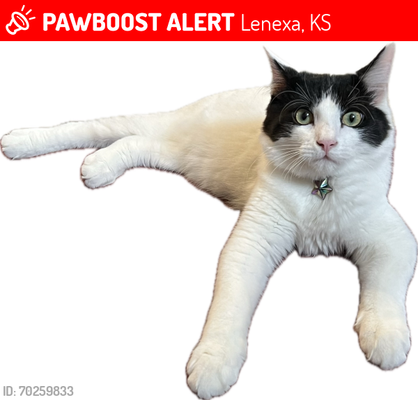 Lost Male Cat last seen 81st terrace and 83rd street, Lenexa KS, Lenexa, KS 66215