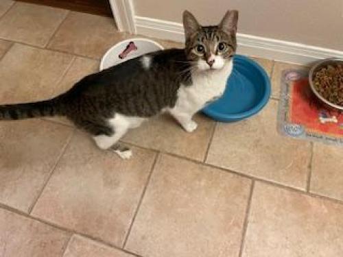 Lost Male Cat last seen Wittenburg/LaSierra, San Antonio, TX 78256