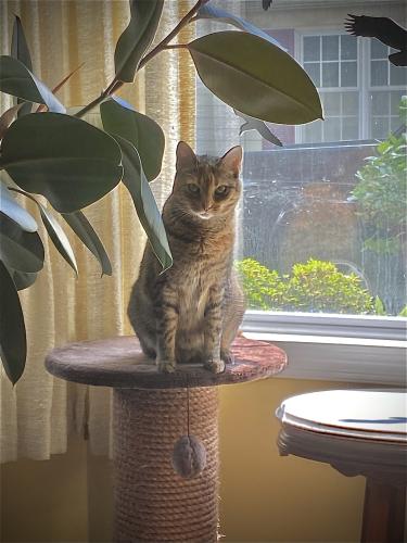 Lost Female Cat last seen Between Shortridge Park and Giant grocery store , Wynnewood, PA 19096