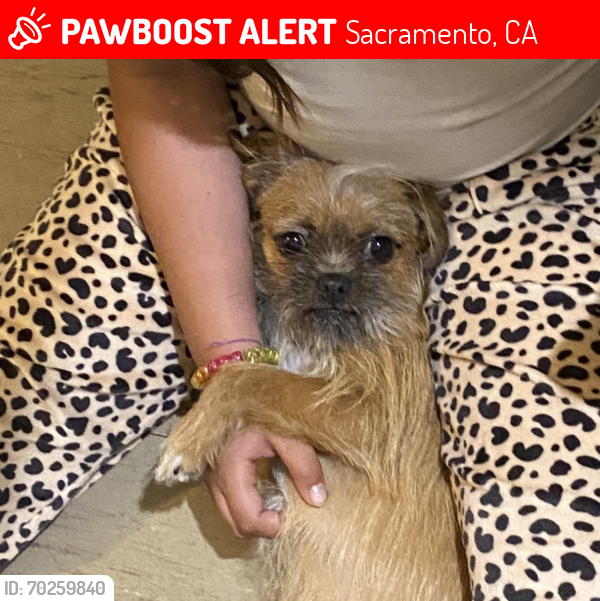 Lost Male Dog last seen Off Bell st. between Edison and Marconni, Sacramento, CA 95821