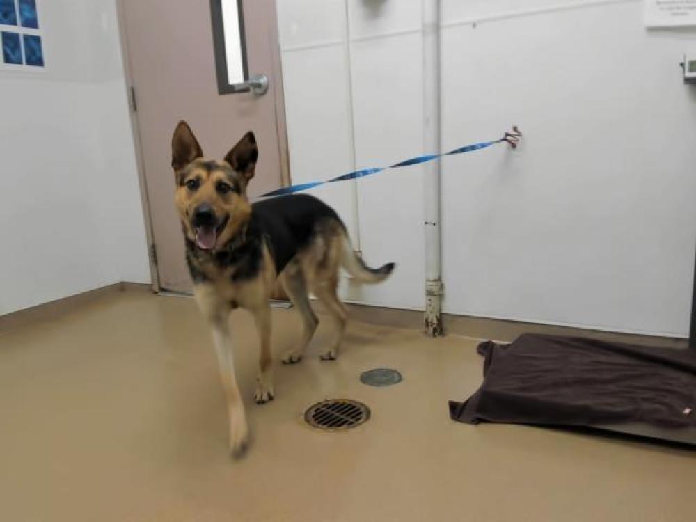 Shelter Stray Male Dog last seen PHILLIPS WAY/HESPERIAN BVD, Hayward, CA 94544