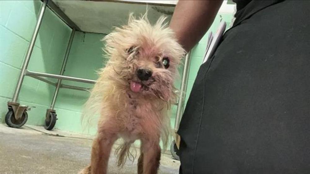 Shelter Stray Male Dog last seen 18TH ST & AMHERST ST, Sacramento, CA 95818