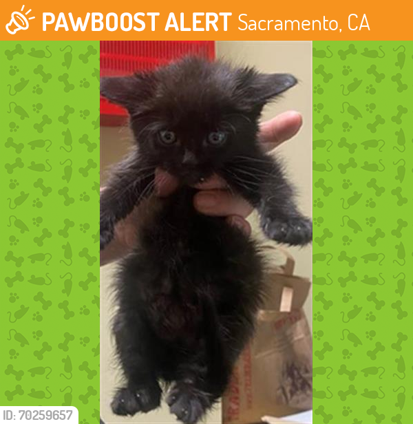 Shelter Stray Female Cat last seen GLEN ELLEN CIR & 24TH ST, Sacramento, CA 95818