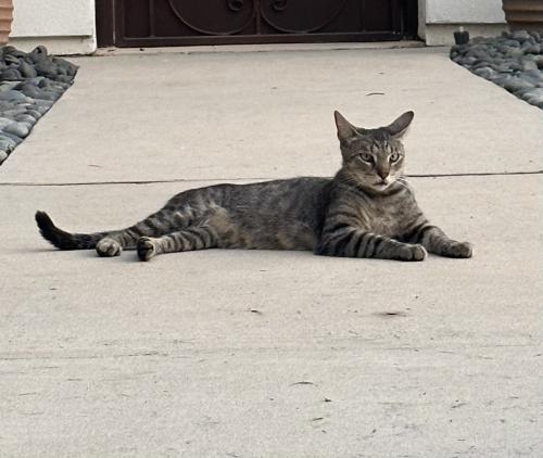 Lost Male Cat last seen Ferris and Evergreen, Bellaire, TX 77401