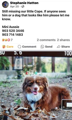 Lost Male Dog last seen CR 3520 , Opelika, TX 75778