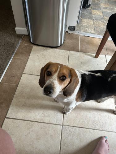 Lost Male Dog last seen Moonbeam and jet wing , Colorado Springs, CO 80916