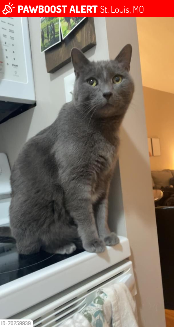 Lost Male Cat last seen Anyone of my city peeps please help!   **CASH REWARD**Missing Male Gray Cat North Hampton/ South St. Louis City Kings Highway & Chippewa, St. Louis, MO 63109