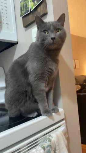 Lost Male Cat last seen Anyone of my city peeps please help!   **CASH REWARD**Missing Male Gray Cat North Hampton/ South St. Louis City Kings Highway & Chippewa, St. Louis, MO 63109