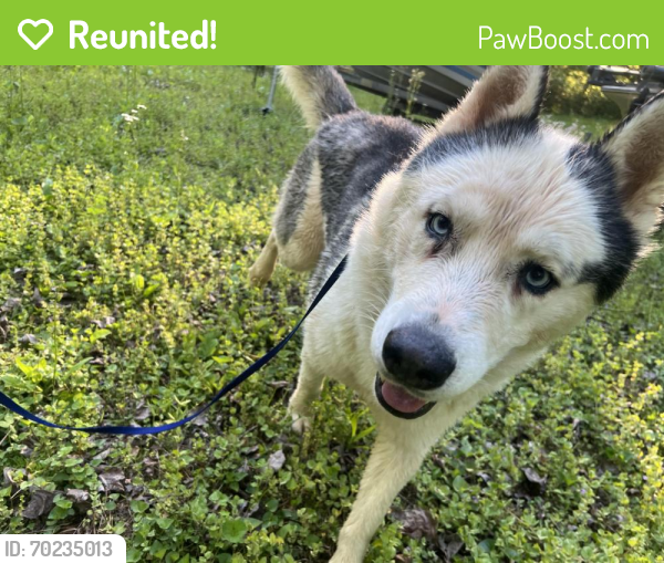 Reunited Male Dog last seen Playmore Beach Campground , Caldwell County, NC 28645