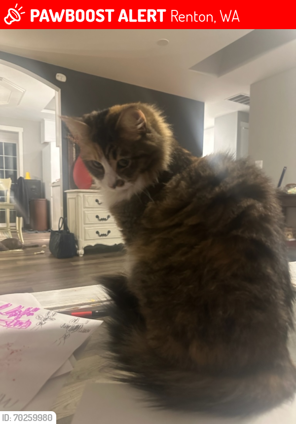 Lost Female Cat last seen Near Queen Ave N and 22nd Pl NE, Renton, WA 98056