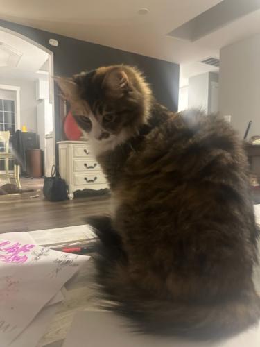Lost Female Cat last seen Near Queen Ave N and 22nd Pl NE, Renton, WA 98056