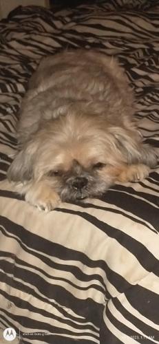 Lost Male Dog last seen Constitution and Eubank , Albuquerque, NM 87112