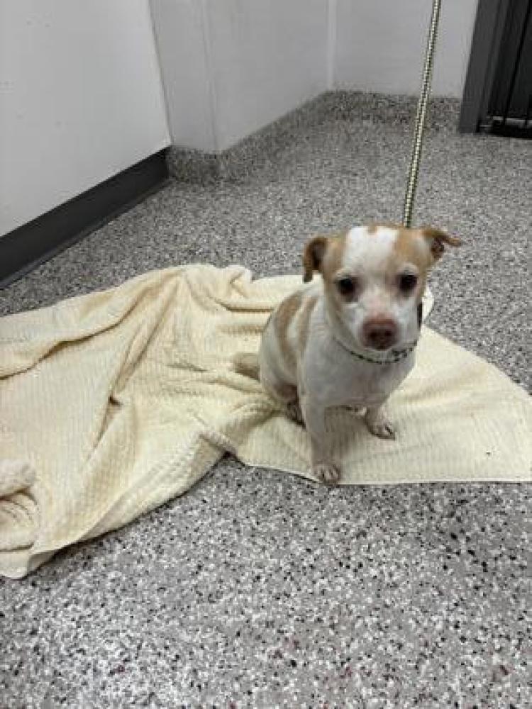 Shelter Stray Female Dog last seen Near Perfection Avenue, Belmont, NC 28012, County/Unicorporated, NC, Gastonia, NC 28052
