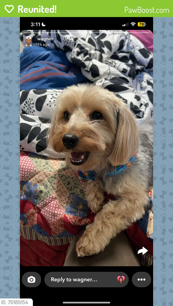 Reunited Male Dog last seen any location near 29 rose avenue, or the starbucks and bola market (and gas station) near it, nrthern parkway, jericho turnpike, hillside avenue, etc, Westbury, NY 11590