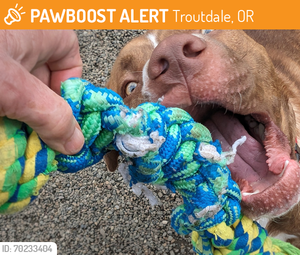 Shelter Stray Male Dog last seen Burnside / 148th, PORTLAND, OR, 97230, Troutdale, OR 97060