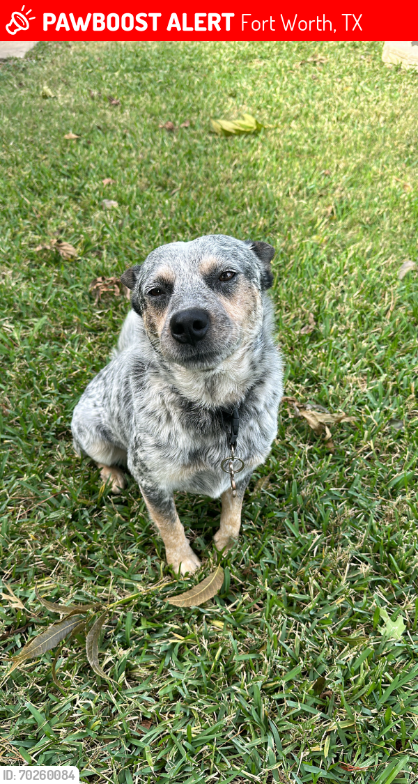 Lost Male Dog last seen S main st 76110, Fort Worth, TX 76110