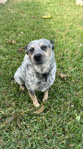 Lost Male Dog last seen S main st 76110, Fort Worth, TX 76110