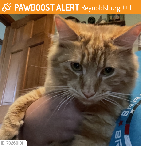 Found/Stray Male Cat last seen Taylor Rd & Palmer Rd, Reynoldsburg, OH 43068