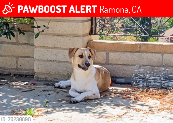 Lost Female Dog last seen Highland Valley Rd and Highland Valley Ct. , Ramona, CA 92065