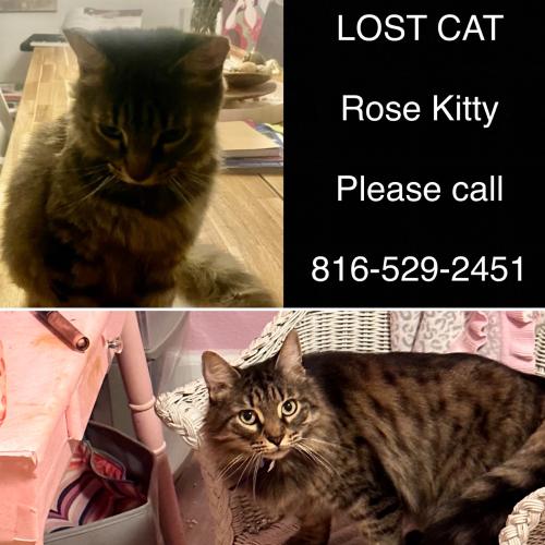 Lost Female Cat last seen McDonald’s , Clearwater, FL 33765