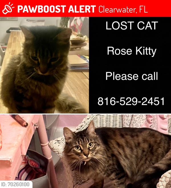 Lost Female Cat last seen McDonald’s , Clearwater, FL 33765