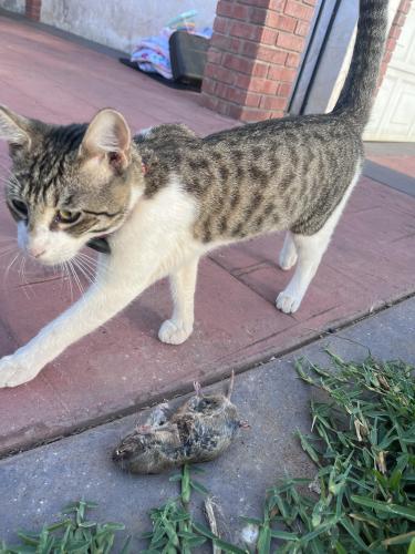 Lost Male Cat last seen Pepper drive and Garywood street, El Cajon, CA 92021