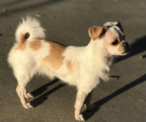 Lost Female Dog last seen Saticoy and Vineland , Los Angeles, CA 91352