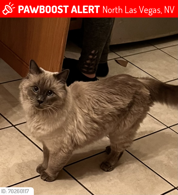 Lost Male Cat last seen Cheyenne and MLK, North Las Vegas, NV 89032