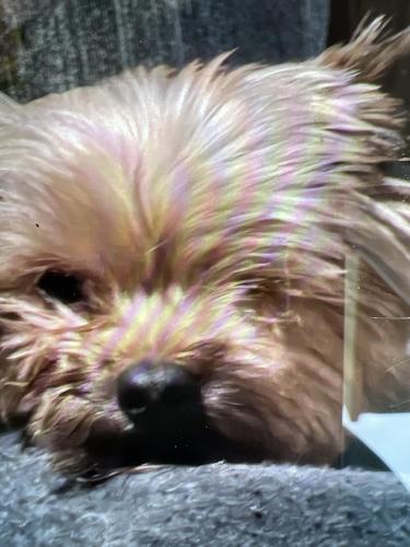 Lost Male Dog last seen san miguel & grange st, Lemon Grove, CA 91945