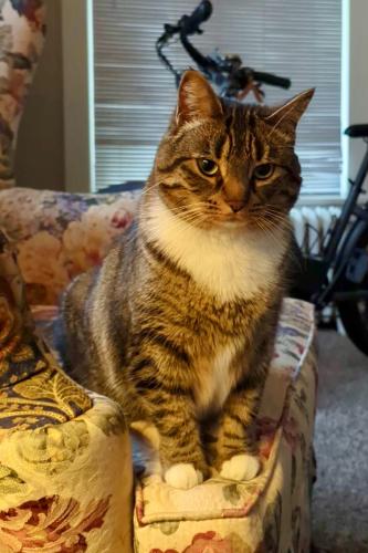 Lost Female Cat last seen Ave A and Bannock, Boise, ID 83712