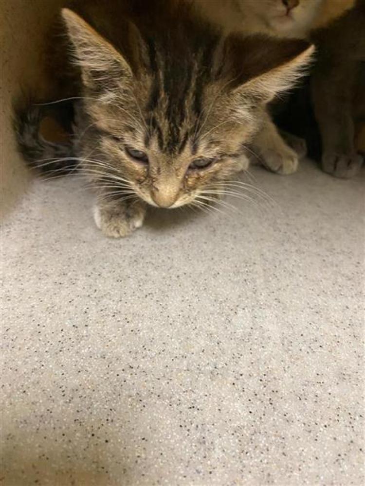 Shelter Stray Female Cat last seen DEL PASO RD & EL CENTRO RD, Sacramento, CA 95818