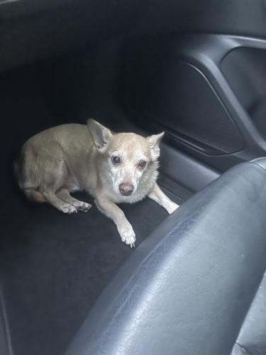 Lost Male Dog last seen Bellingham, Los Angeles, CA 91606