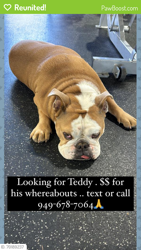 Reunited Male Dog last seen Big 5 in lake forest , Lake Forest, CA 92630