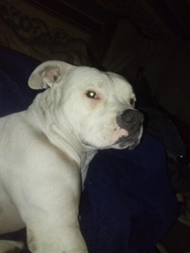 Lost Male Dog last seen 81st and Mingo , Tulsa, OK 74133