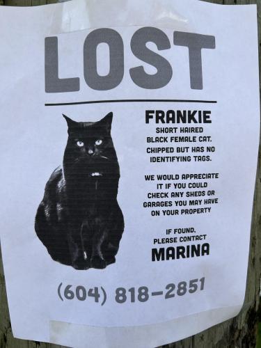 Lost Female Cat last seen Blenheim street Kerrisdale elementary school , Vancouver, BC V6N 1P4