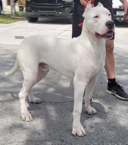 Lost Male Dog last seen Near North 150 st North Miami , North Miami Beach, FL 33162