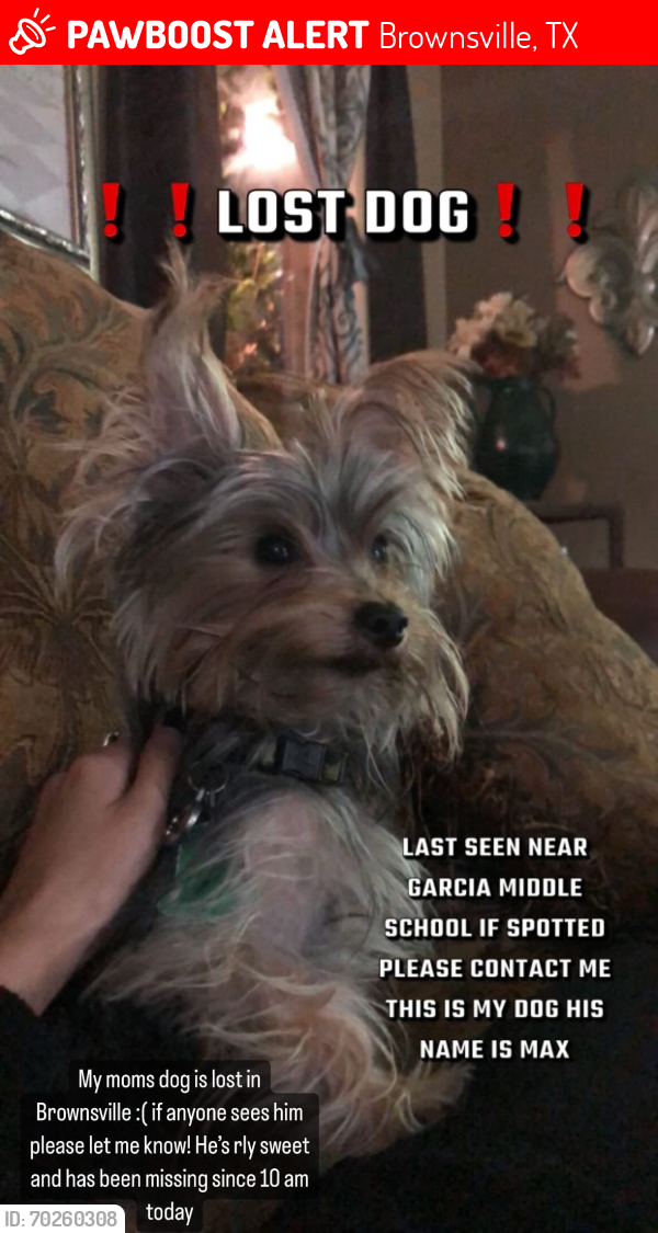 Lost Male Dog last seen Grande Blvd and Minnesota Ave, Brownsville, TX 78520