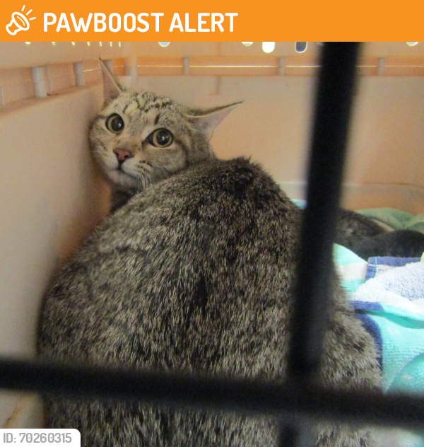 Raleigh, NC Lost Female Cat, sb_249421 Is Missing | PawBoost