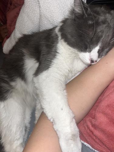 Lost Male Cat last seen Mill and hermosa, Tempe, AZ 85282