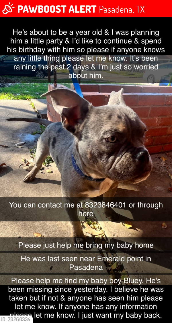 Lost Male Dog last seen Austin st and Garner st, Pasadena, TX 77502