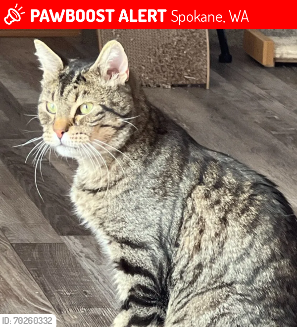 Lost Male Cat last seen East Calkins and Napa, Spokane, WA 99217