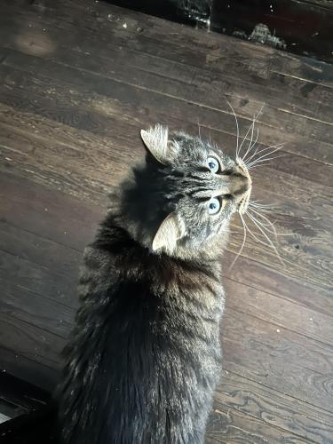 Lost Male Cat last seen 3rd Ave and 8th Street, Gainesville, FL 32601