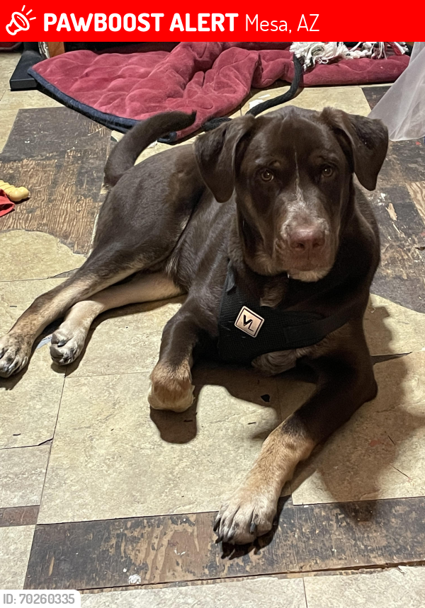 Lost Male Dog last seen University and Country Club, Mesa, AZ 85201
