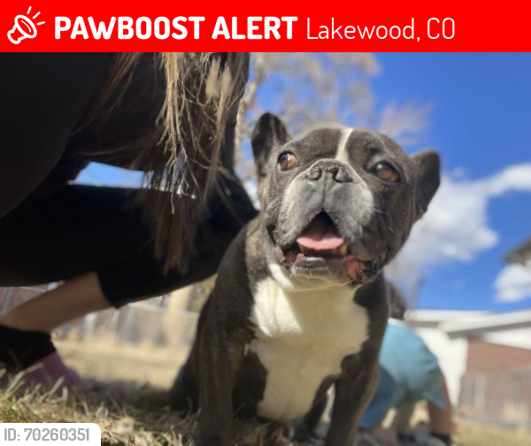 Lost Male Dog last seen Balsam St and Mexico, Lakewood, CO 80232