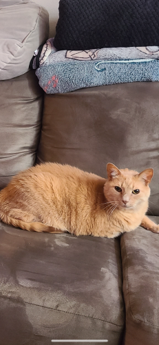 Lost Male Cat last seen Greendale Rd and Primm Pl, North Port, FL 34287