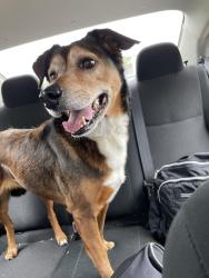 Reunited Female Dog last seen Bob Hanger St, Fort Worth, TX 76179, USA, Fort Worth, TX 76179