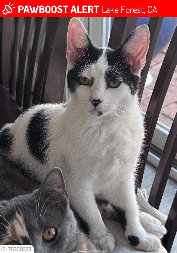 Lost Male Cat last seen Fallbrook and Cherry, Lake Forest, CA 92630